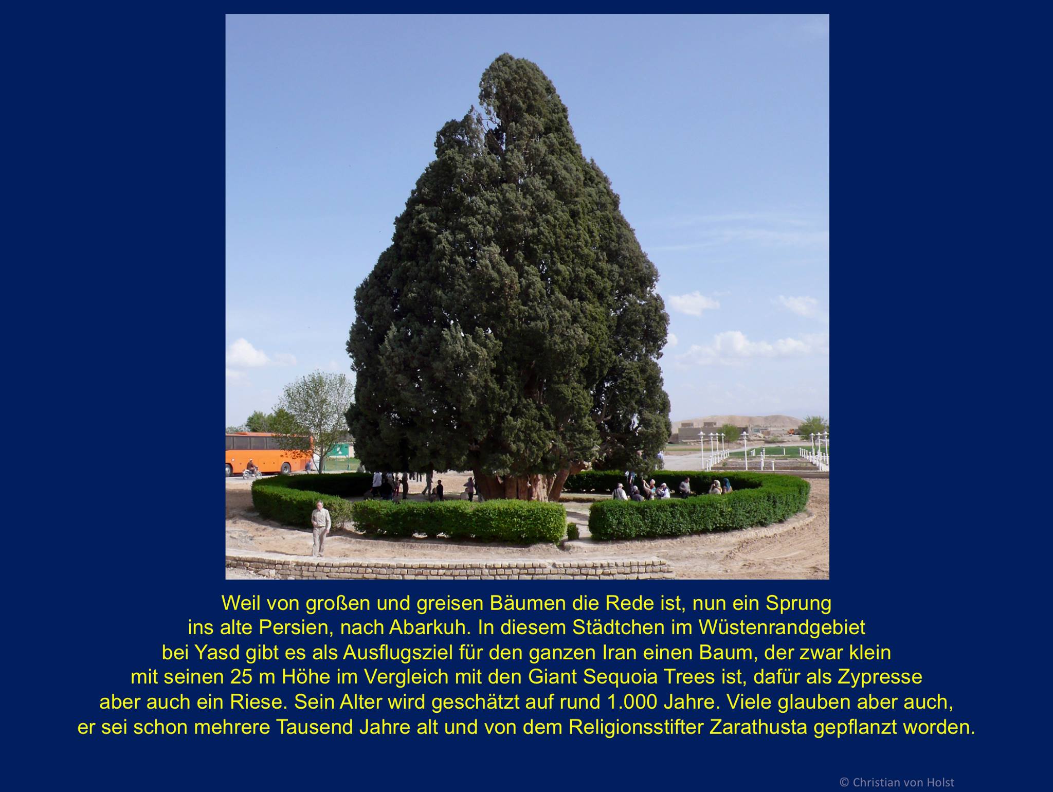 Buchsdinos und weitere Naturriesen  Abarkuh im Iran: grösste und älteste Zypresse des Landes