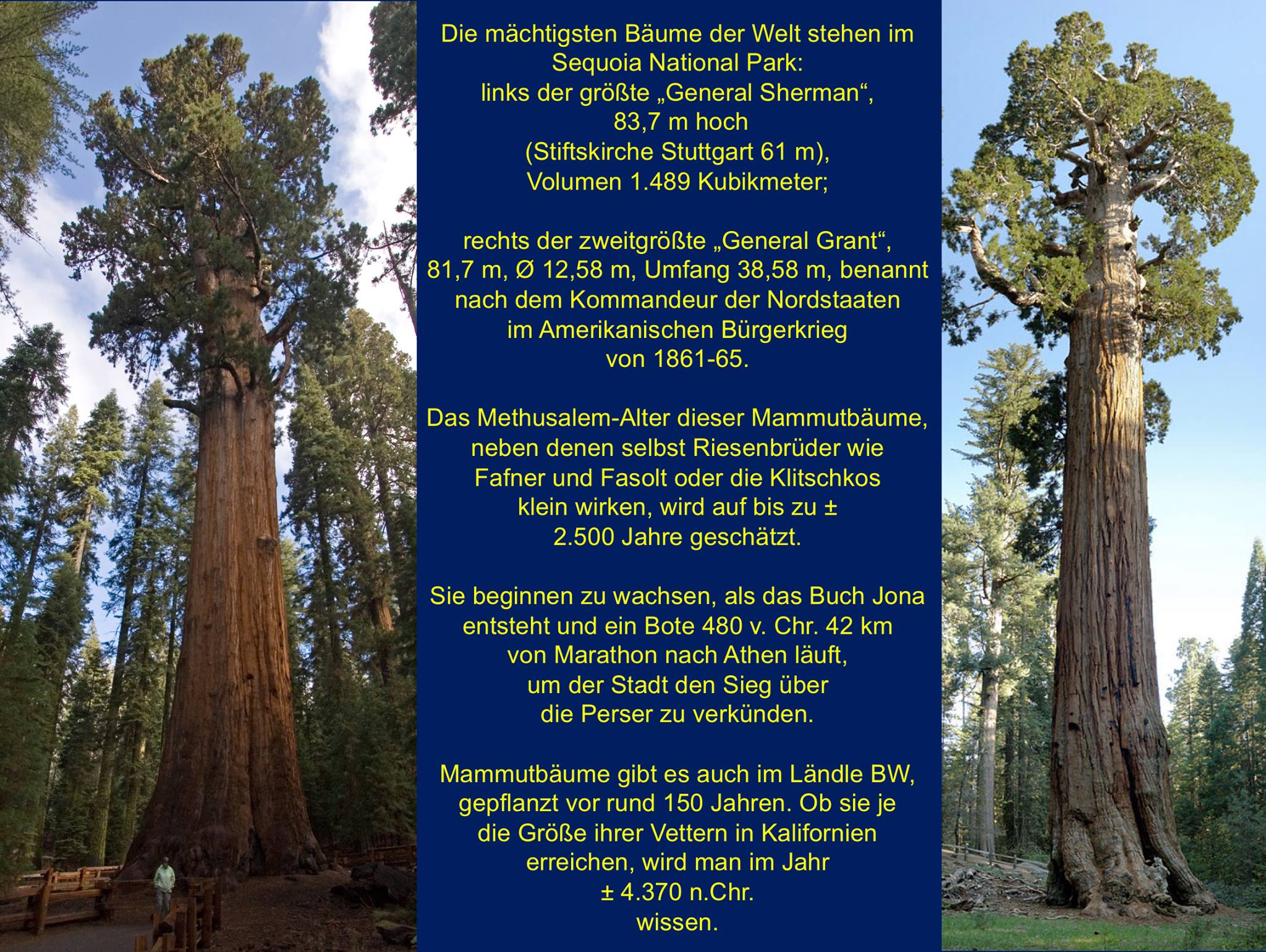 Buchsdinos und weitere Naturriesen – Sequoia National Park: Mammutbäume nach den Gegnern im Unabhängigkeitskrieg benannt