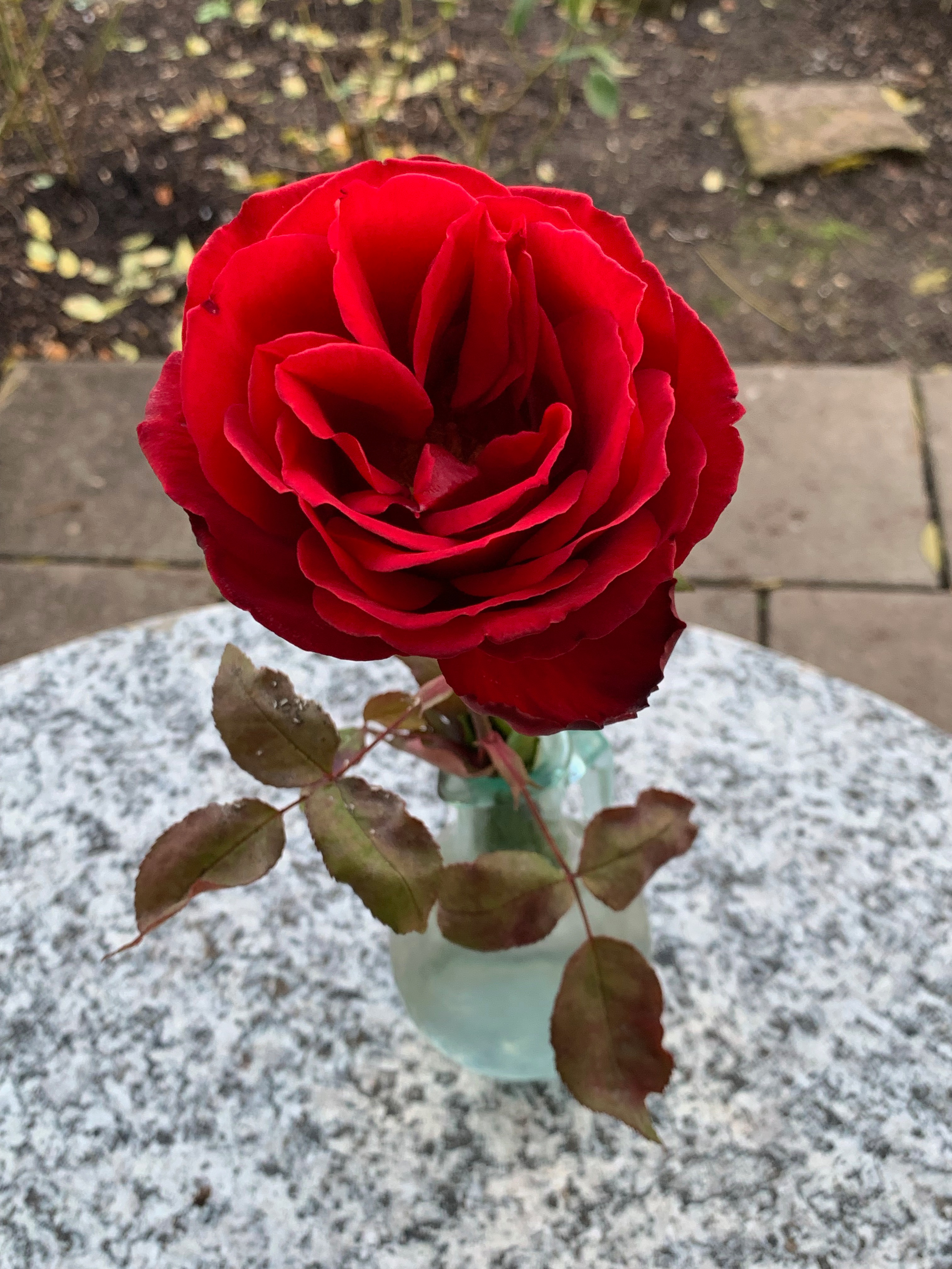 Barkarole – eine Rose im Advent – 1 Tag nach dem Schnitt