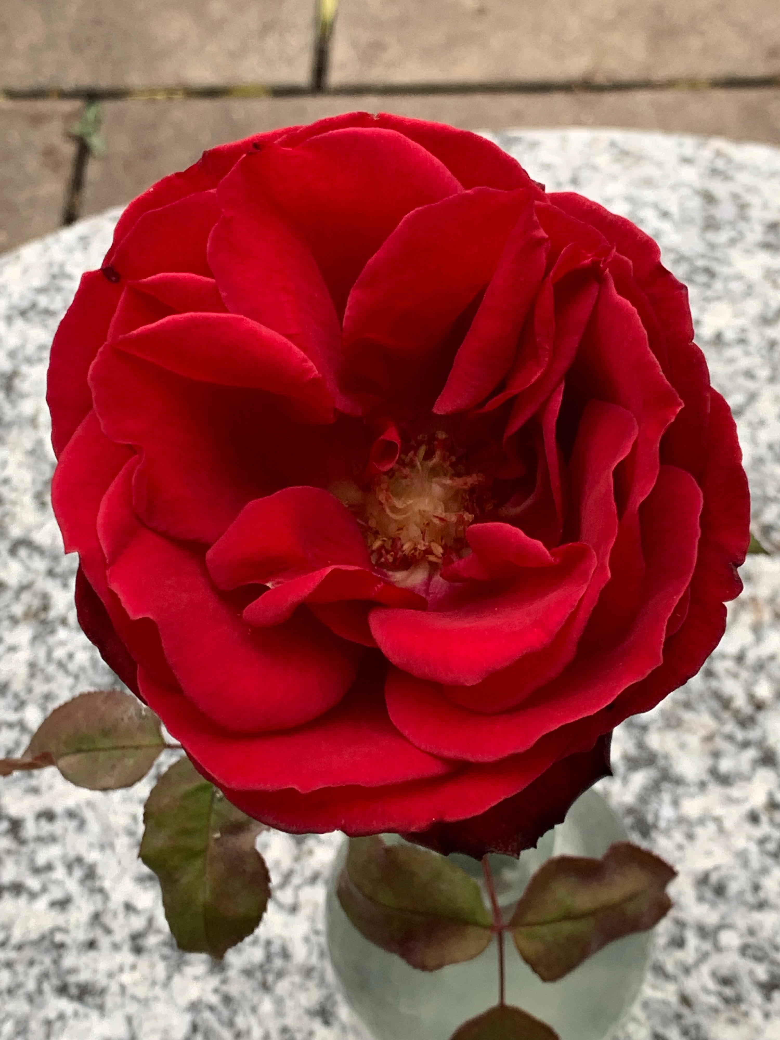 Barkarole – eine Rose im Advent – leichtes Nachlassen