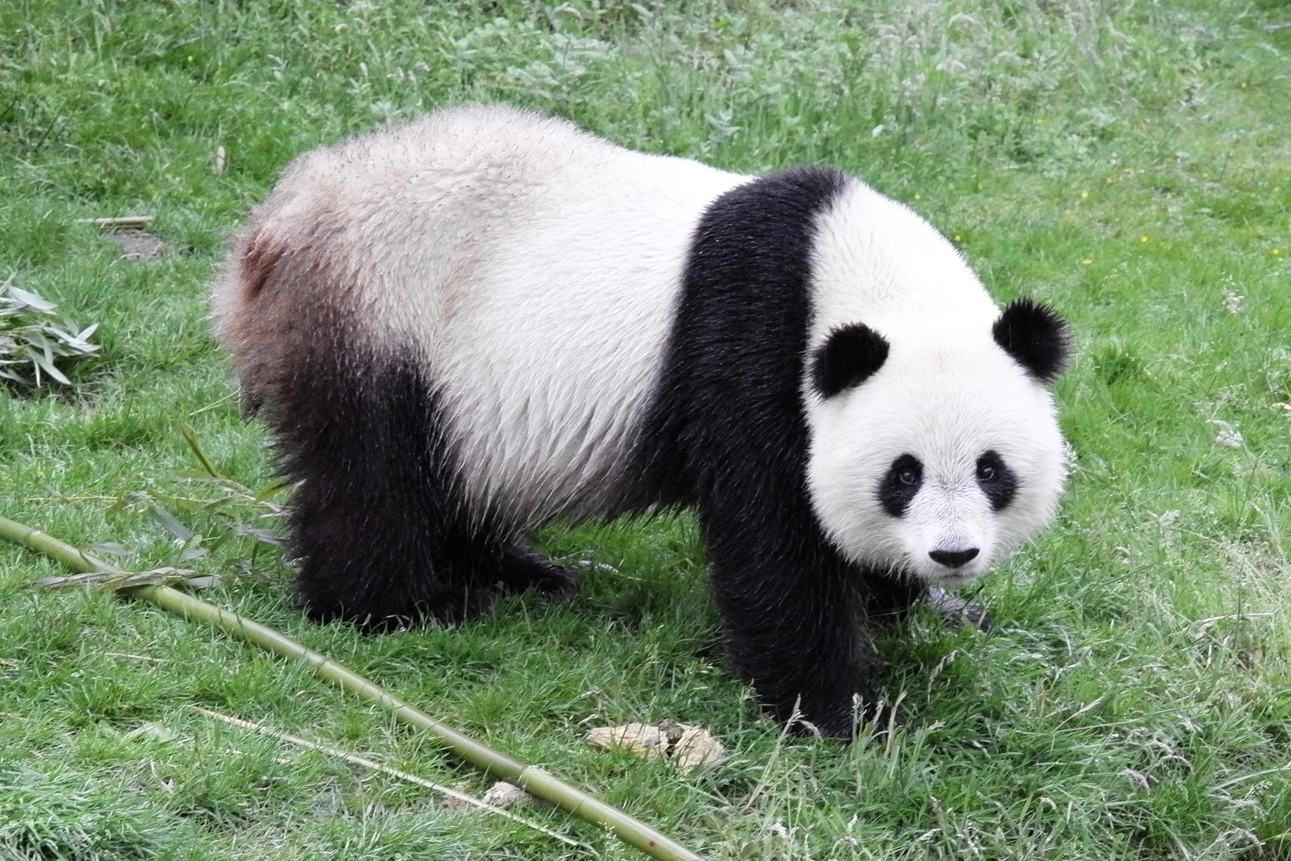 Große Pandas In Beauval Eine Der Attraktionen Des Zoos Von Schöntal