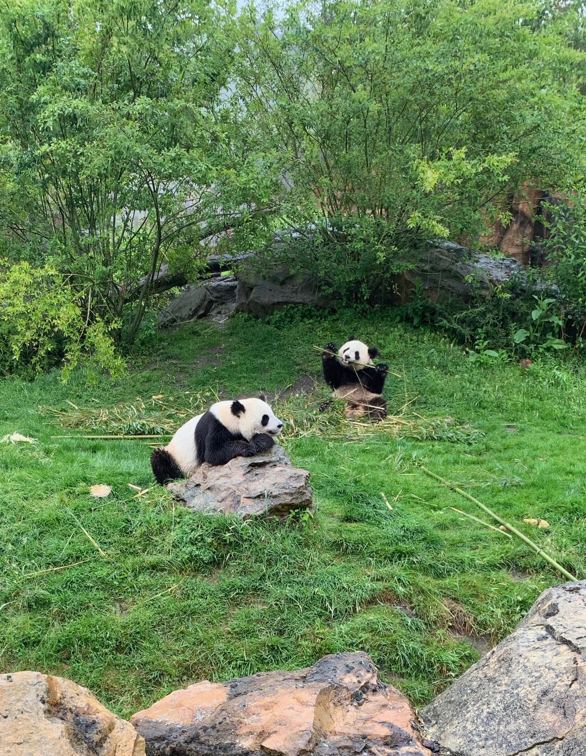 Grosse Pandas In Beauval Eine Der Attraktionen Des Zoos Von Schontal