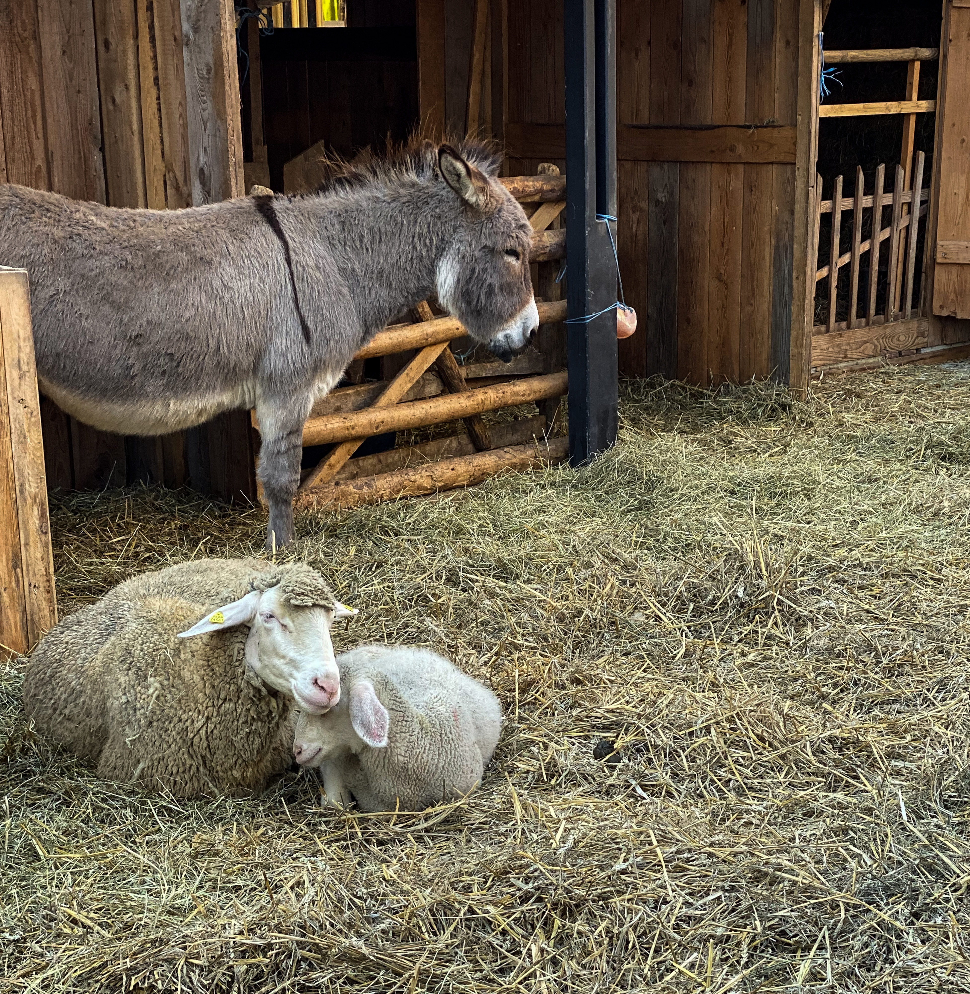 Weihnachtsstimmung unter Tieren 2019 Schafe und Esel