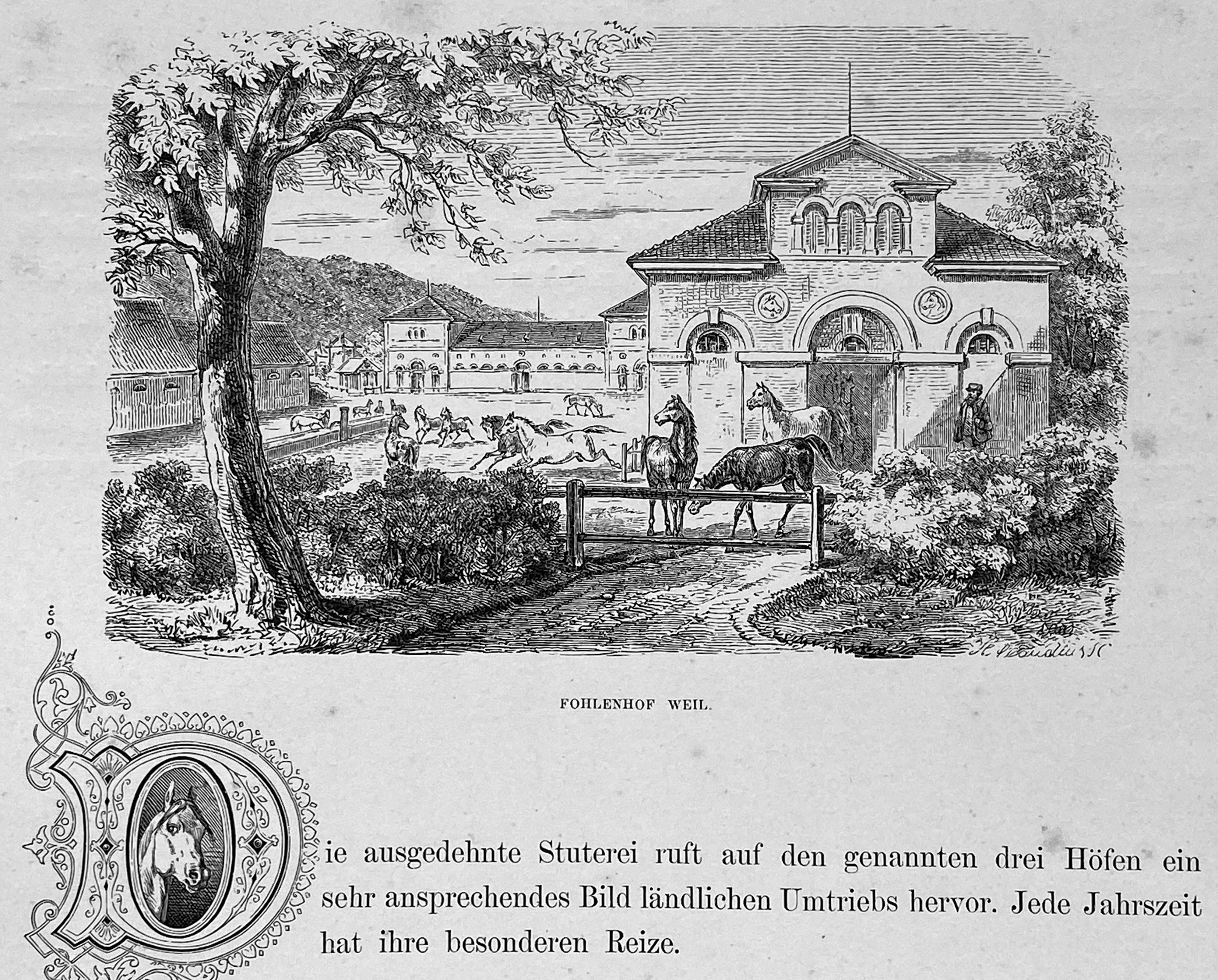 anschaulichste Darstellung des Neuen Stutenhofs vom Gestüt Weil Zustand 1865