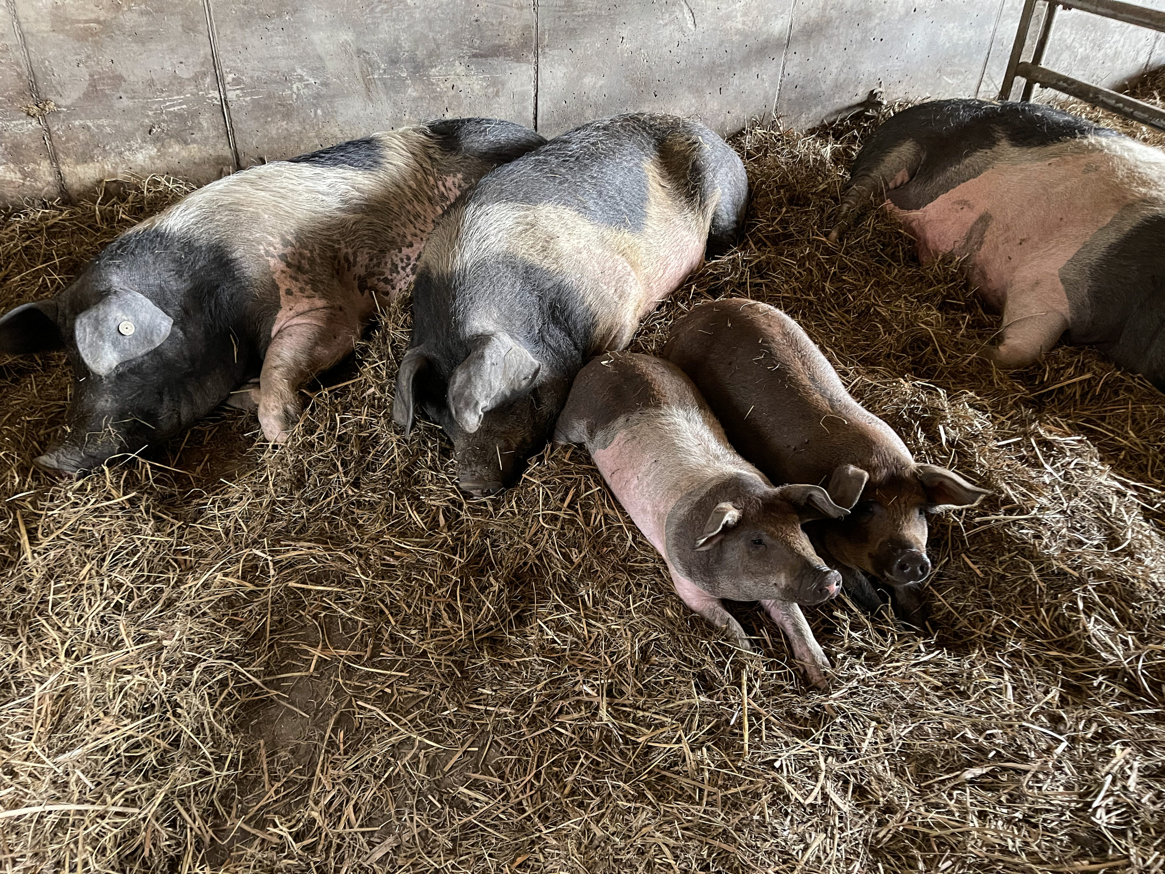 Schwäbisch-Hällische Landschweine auf dem Erharthof: Kids stören ruhende Eltern