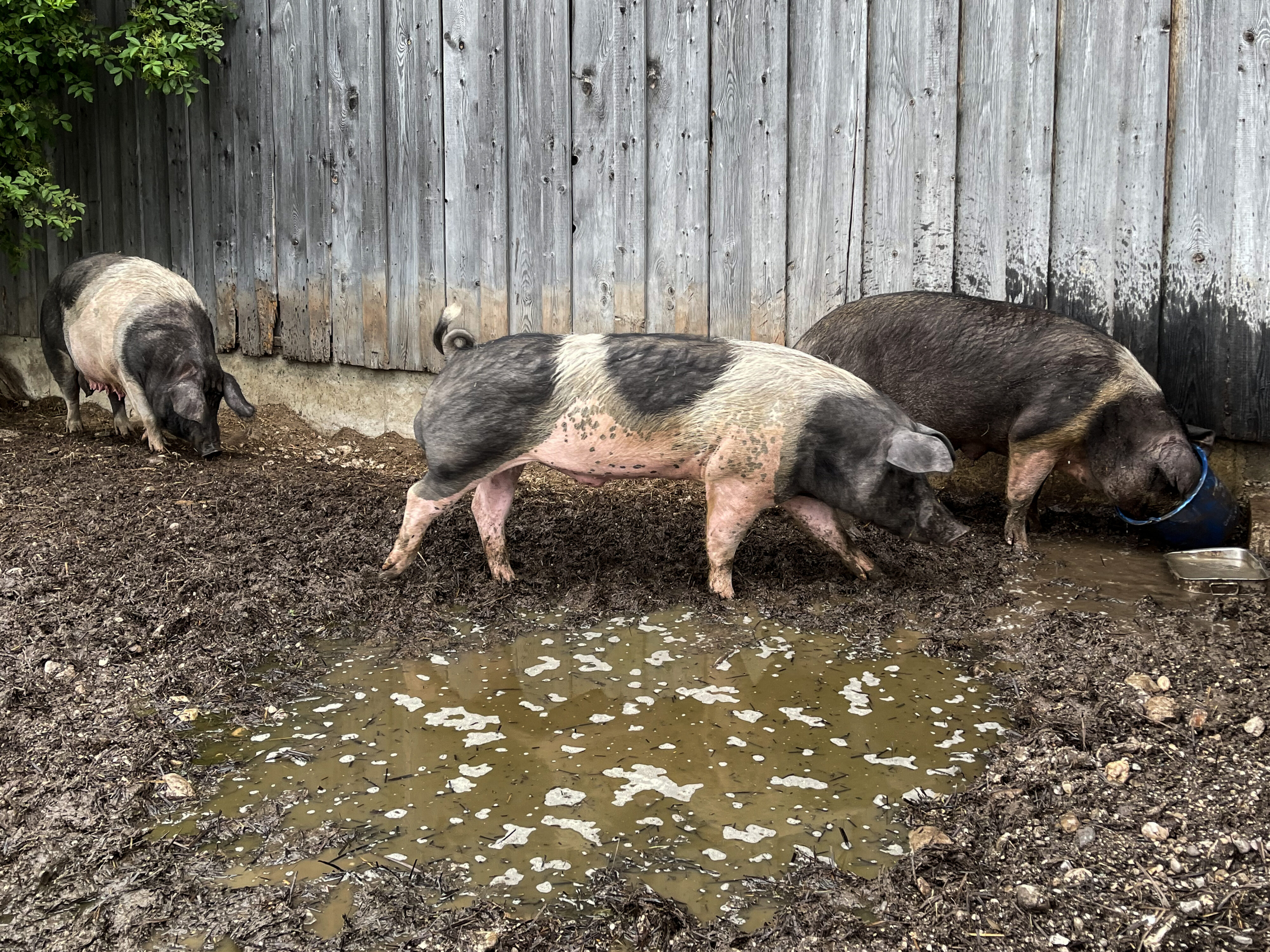 Schwäbisch-Hällische Landschweine auf dem Erharthof