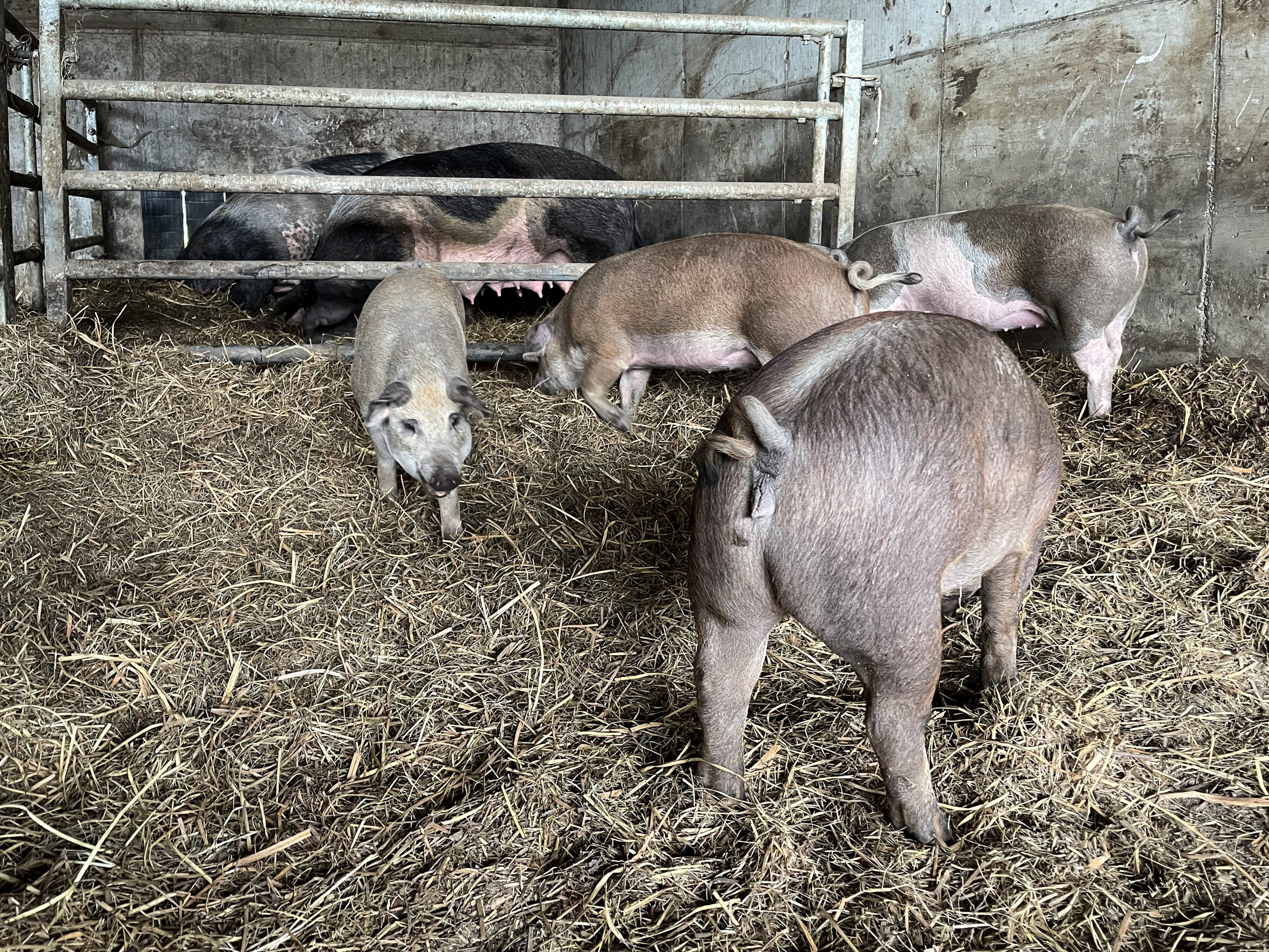 Schwäbisch-Hällische Landschweine auf dem Erharthof: zweigeteilter Stallbereich