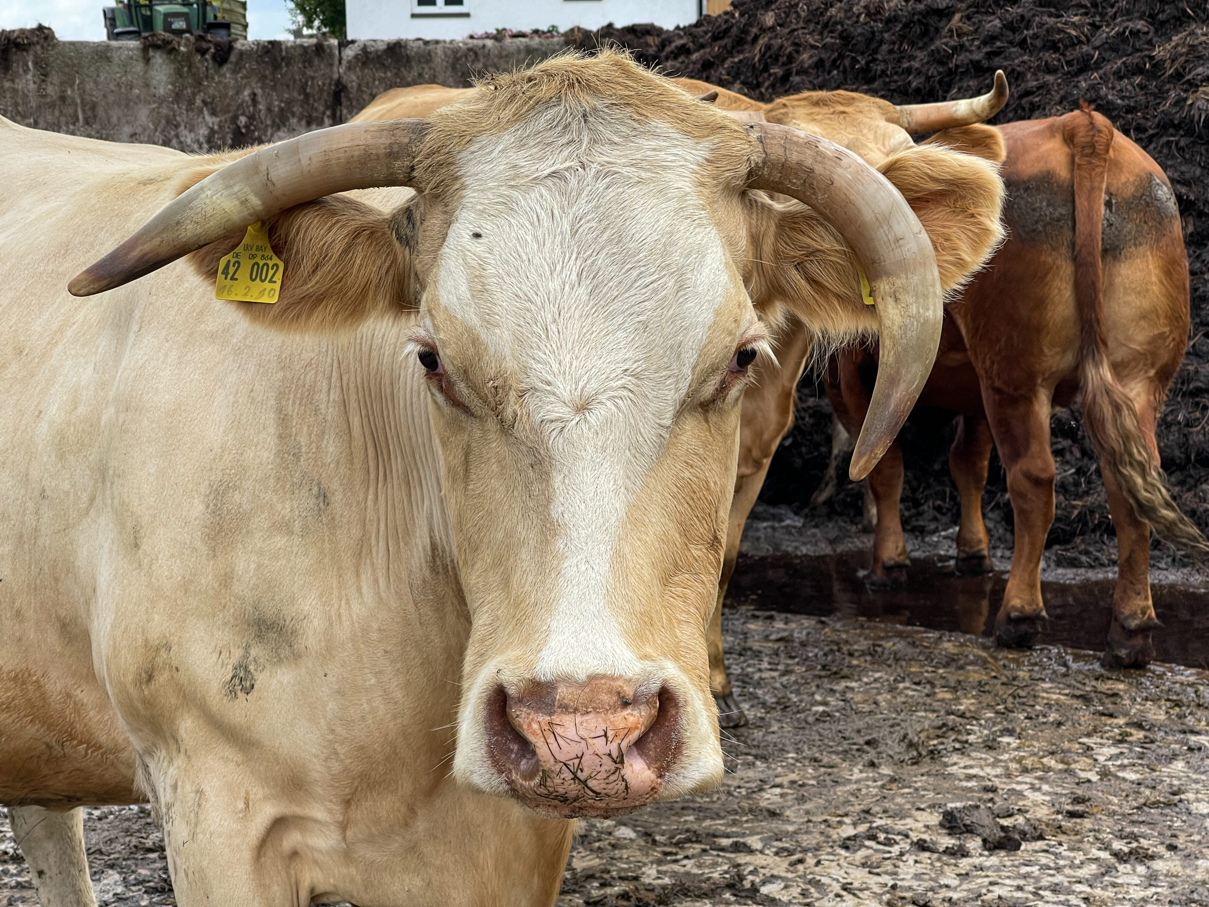 Tierwohl bei Mutterkuhhaltung auf dem Erharthof: eine Kuh und Io