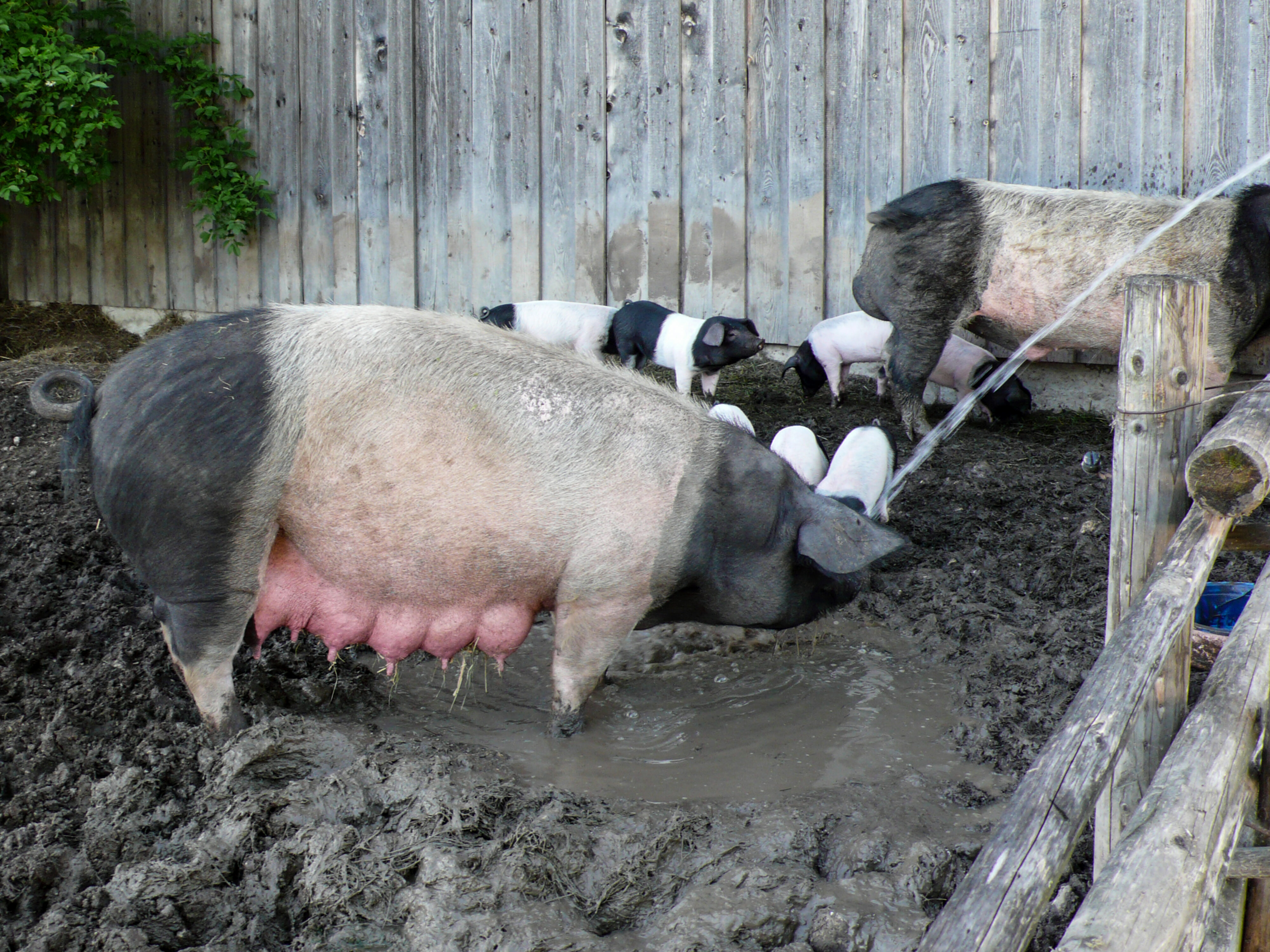 Schweinisches Familienglück auf dem Erharthof Schwäbisch-Hällische Landschweine