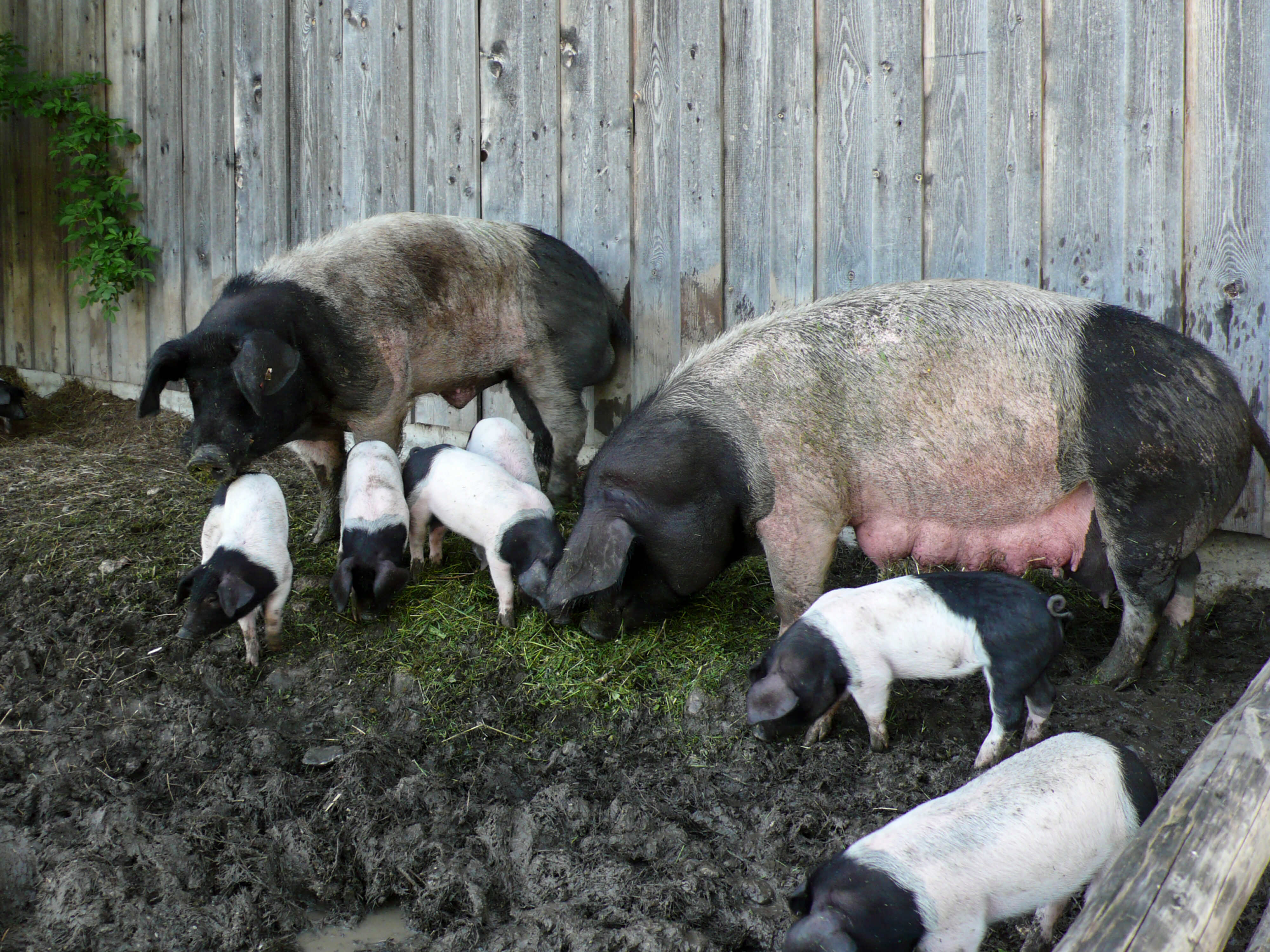 Schweinisches Familienglück auf dem Erharthof