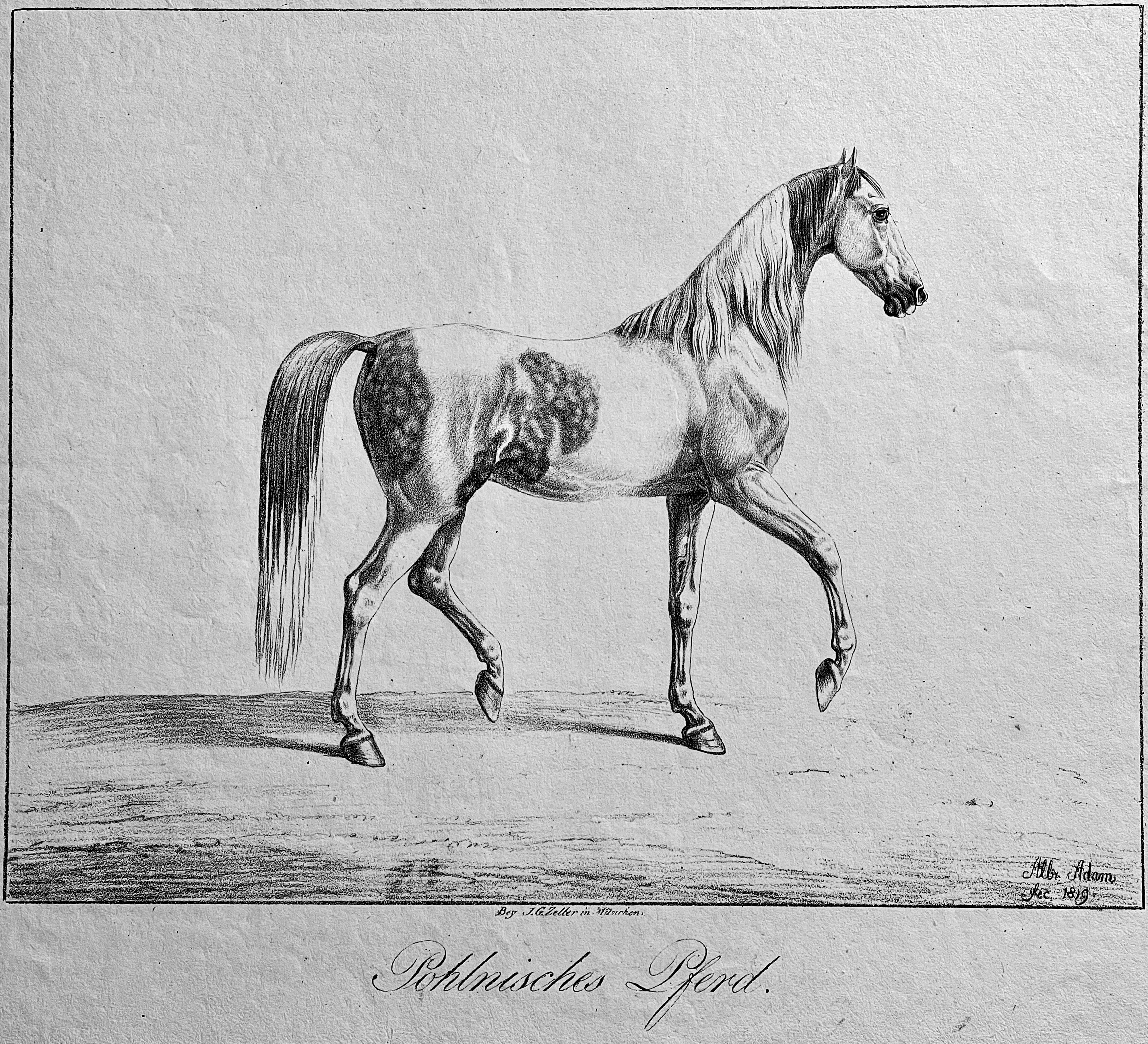 Albrecht Adam, Thier-Studien, 1820, Polnisches Pferd