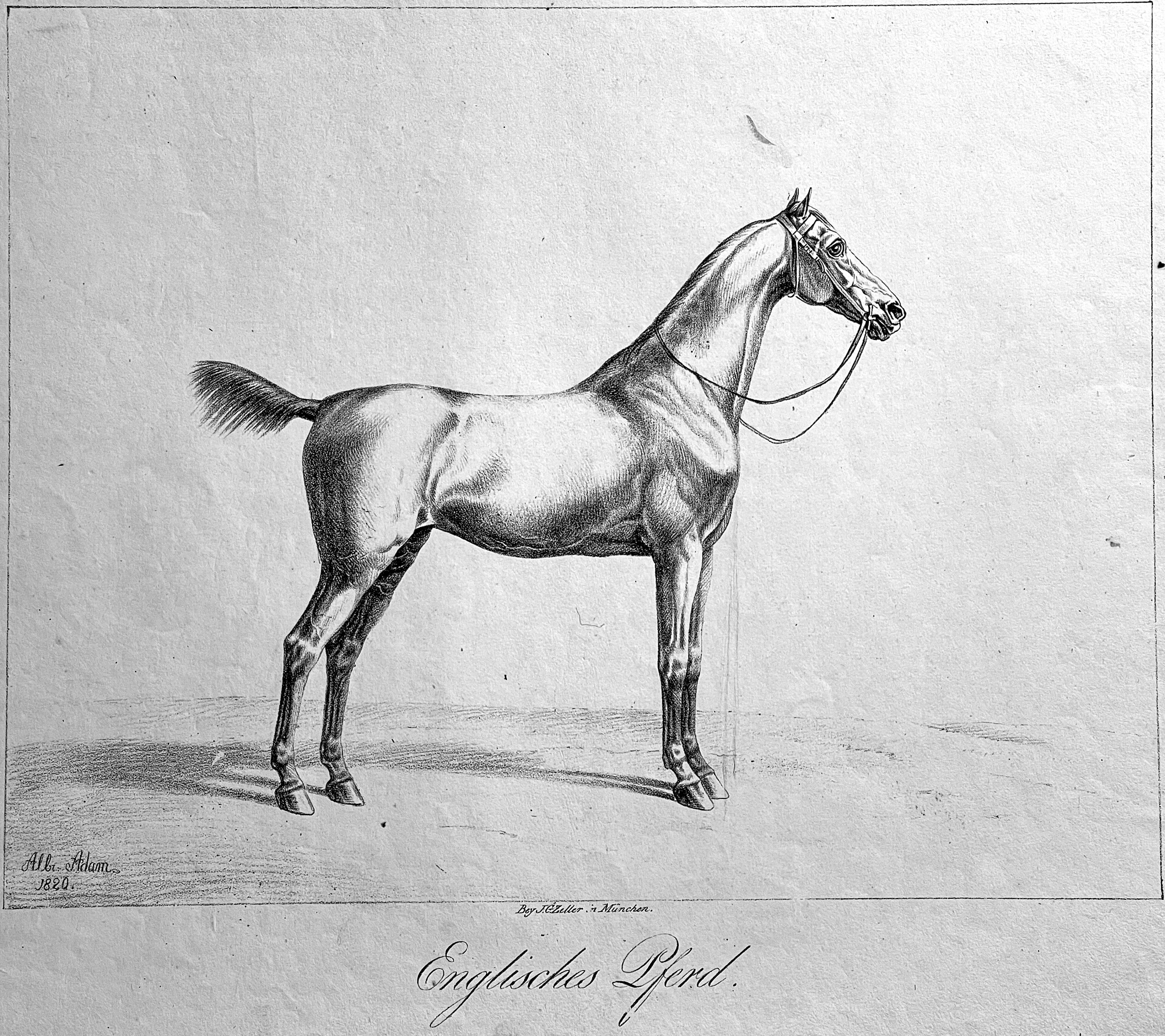 Albrecht Adam, Thier-Studien,1820, Englisches Pferd