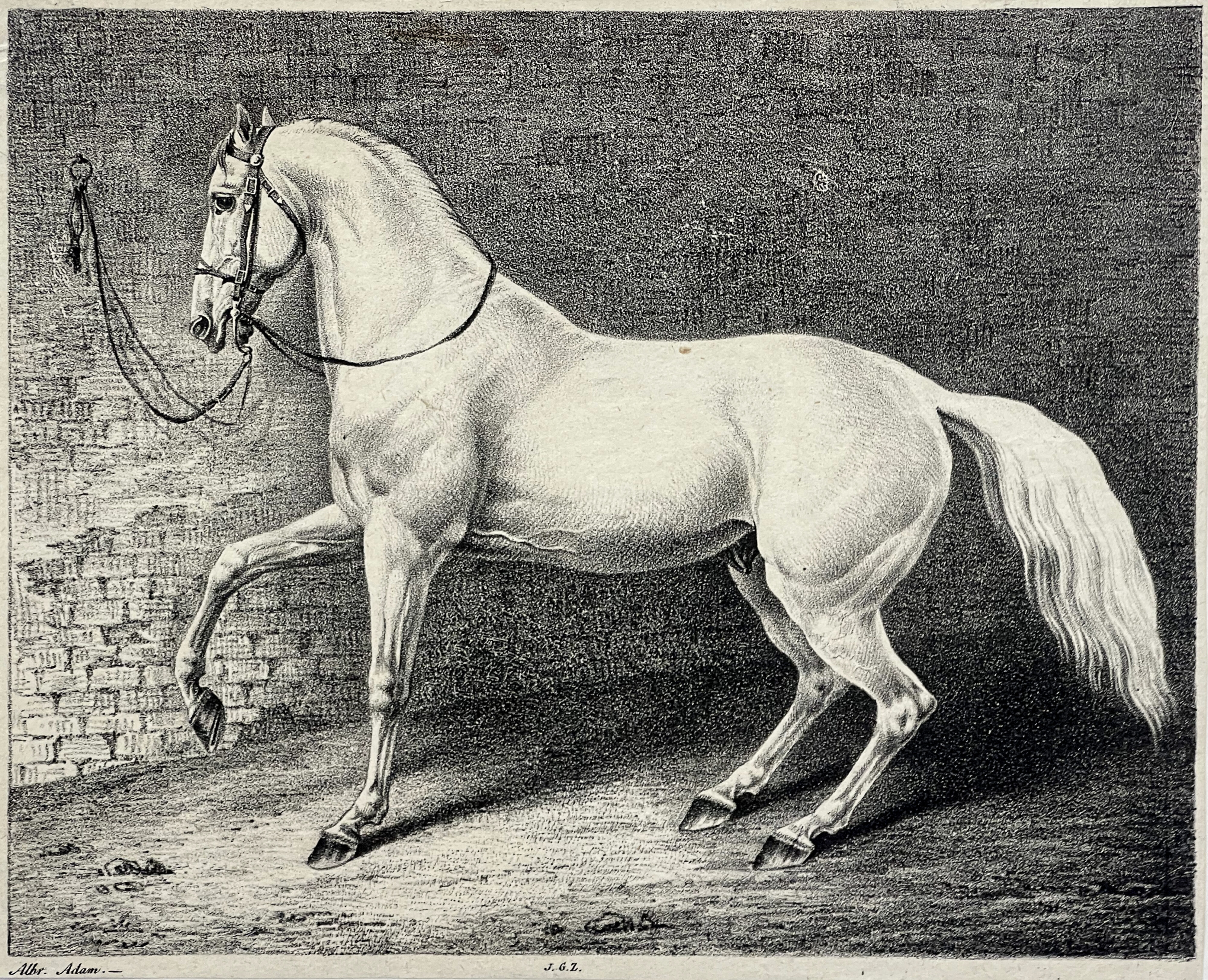 Albrecht Adam, Pferdestudien in Mailand 
