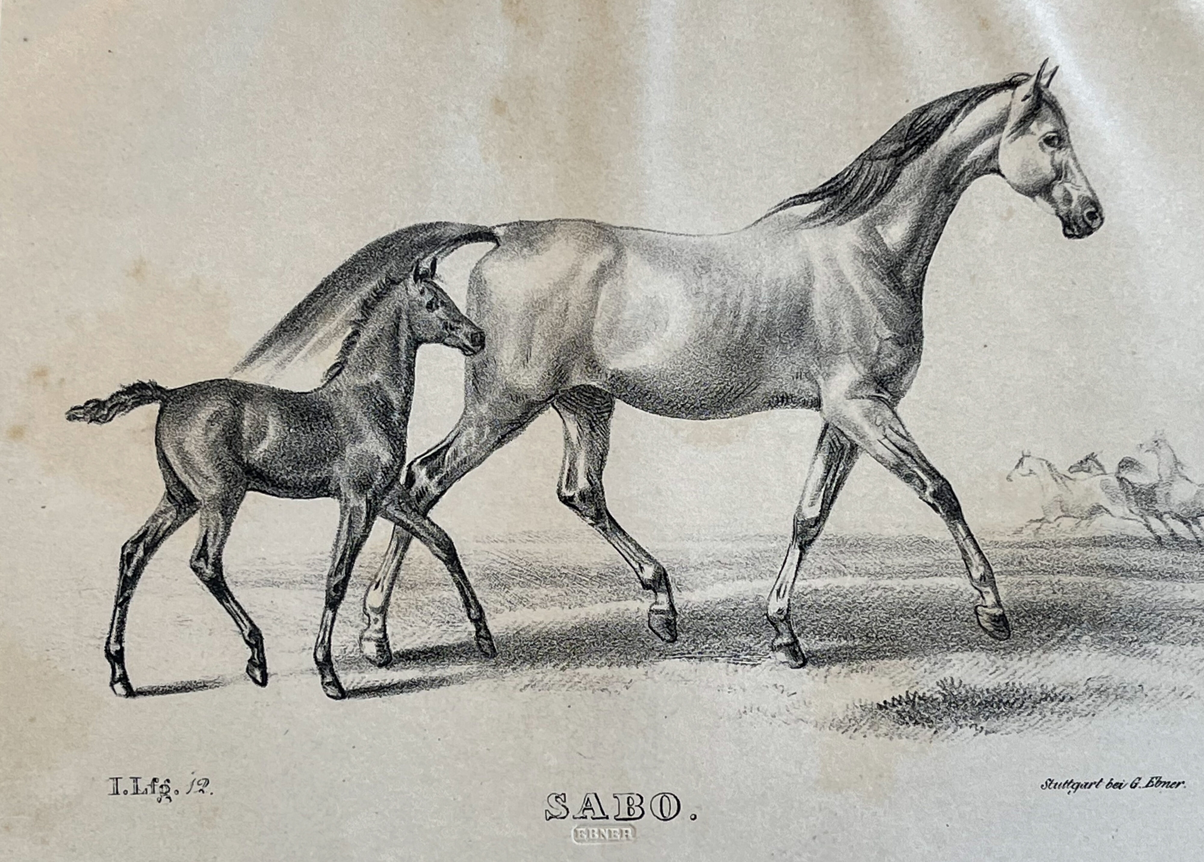 Albrecht Adam, Araberstuten in Stuttgart 1830: Saba + Sabo