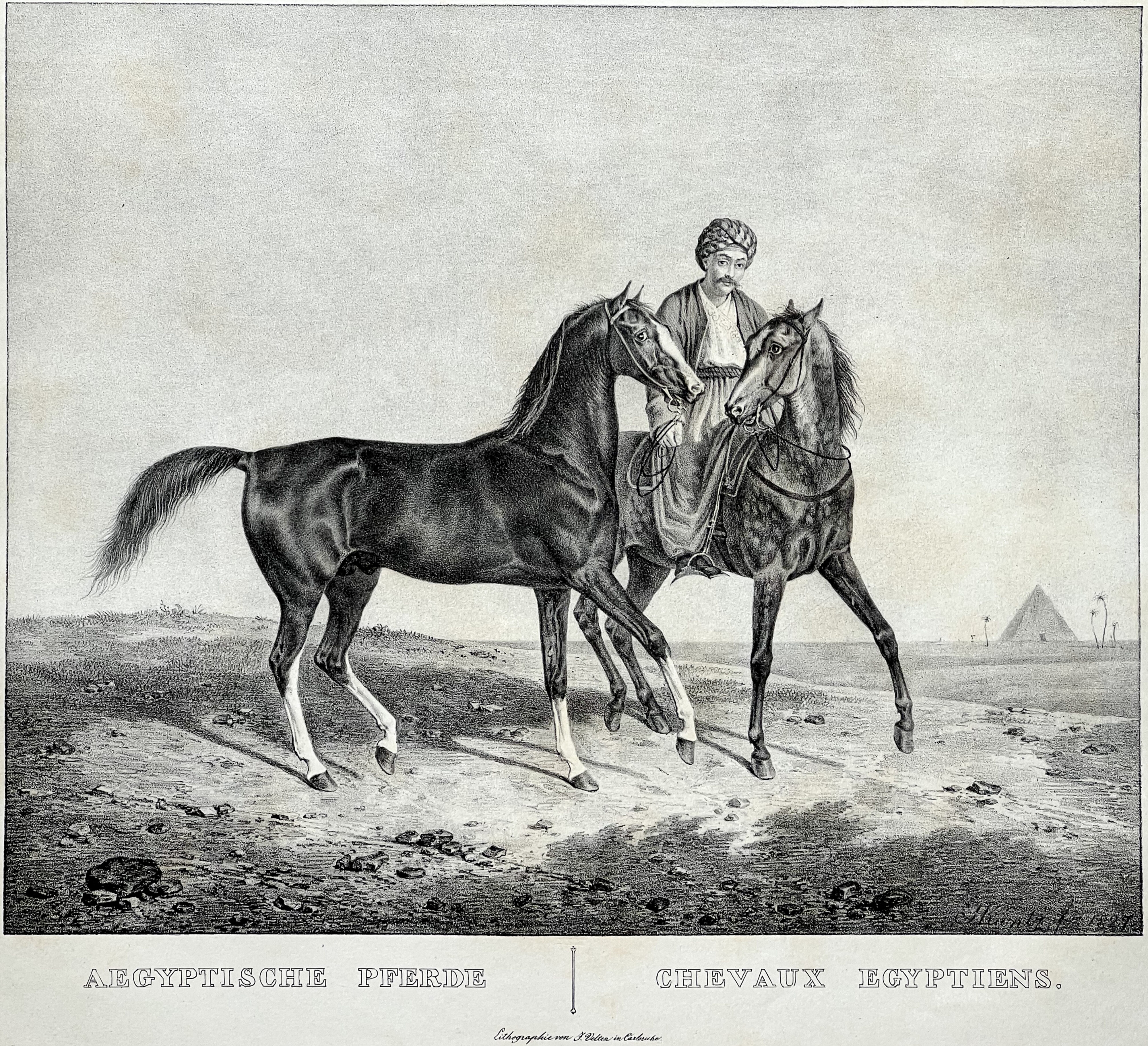 Rudolf Kuntz, Pferderassen 1827: Ägyptische Pferde