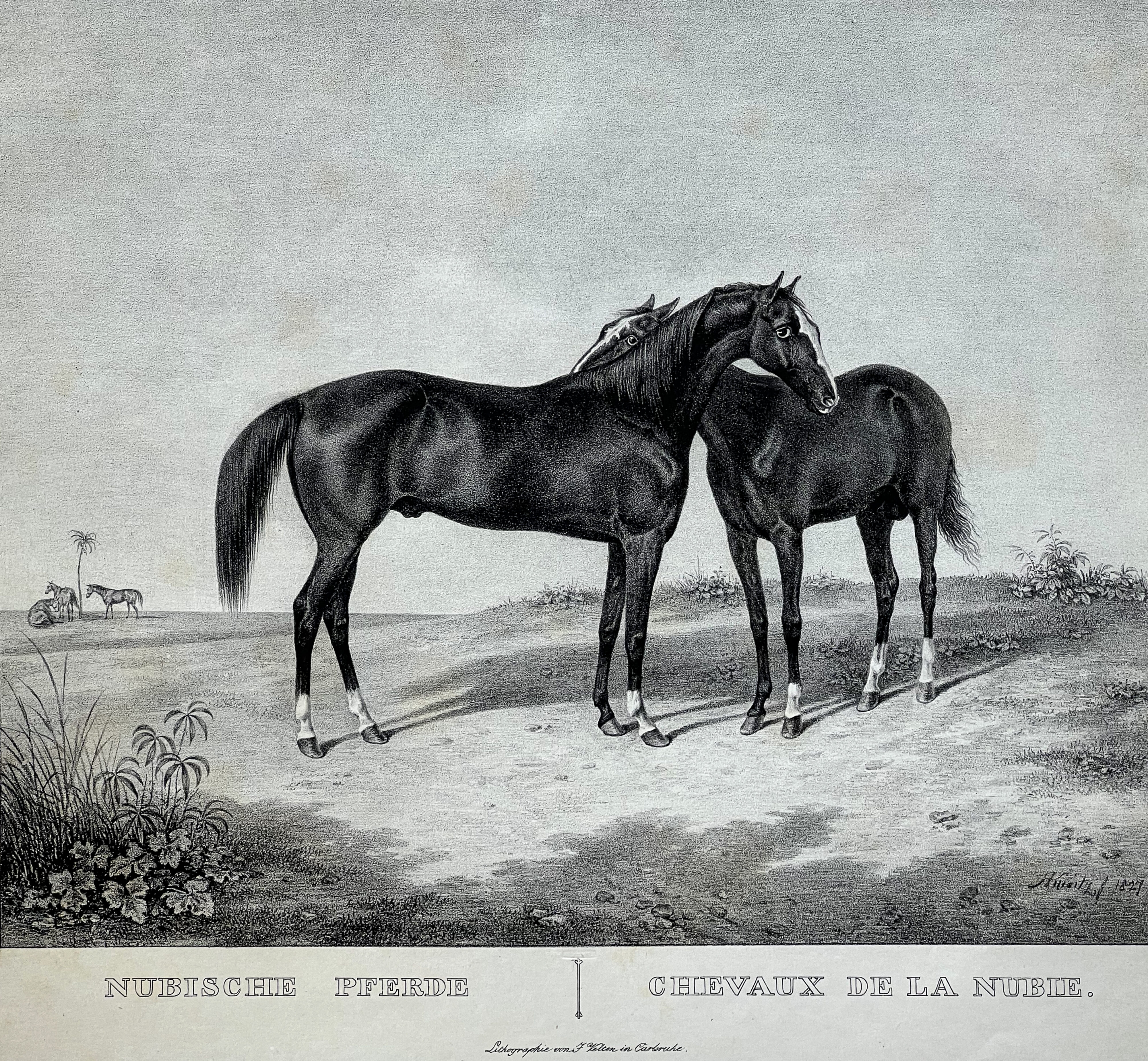 Rudolf Kuntz, Pferderassen 1827: Nubische Pferde