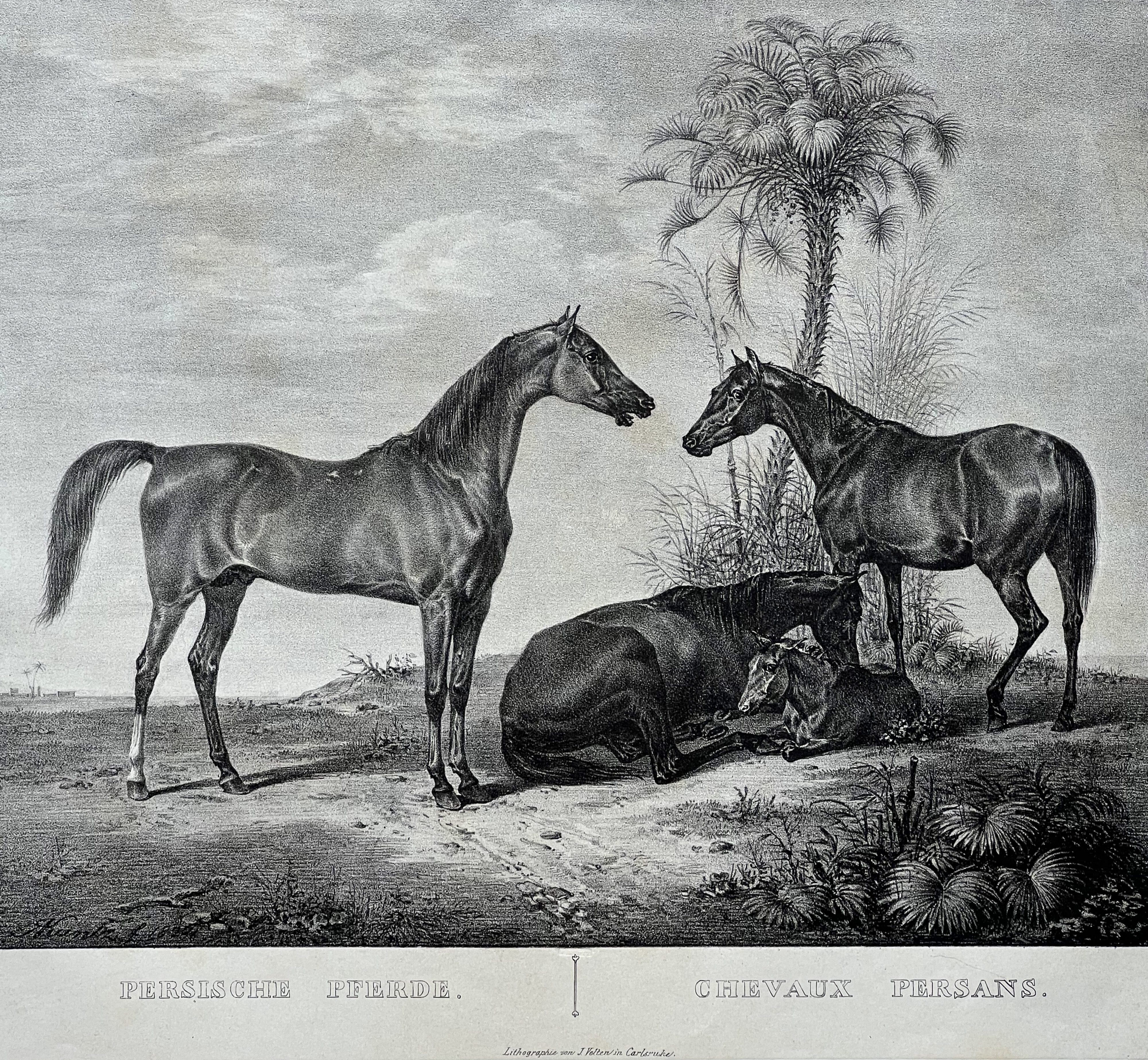 Rudolf Kuntz, Pferderassen 1827: Persische Pferde