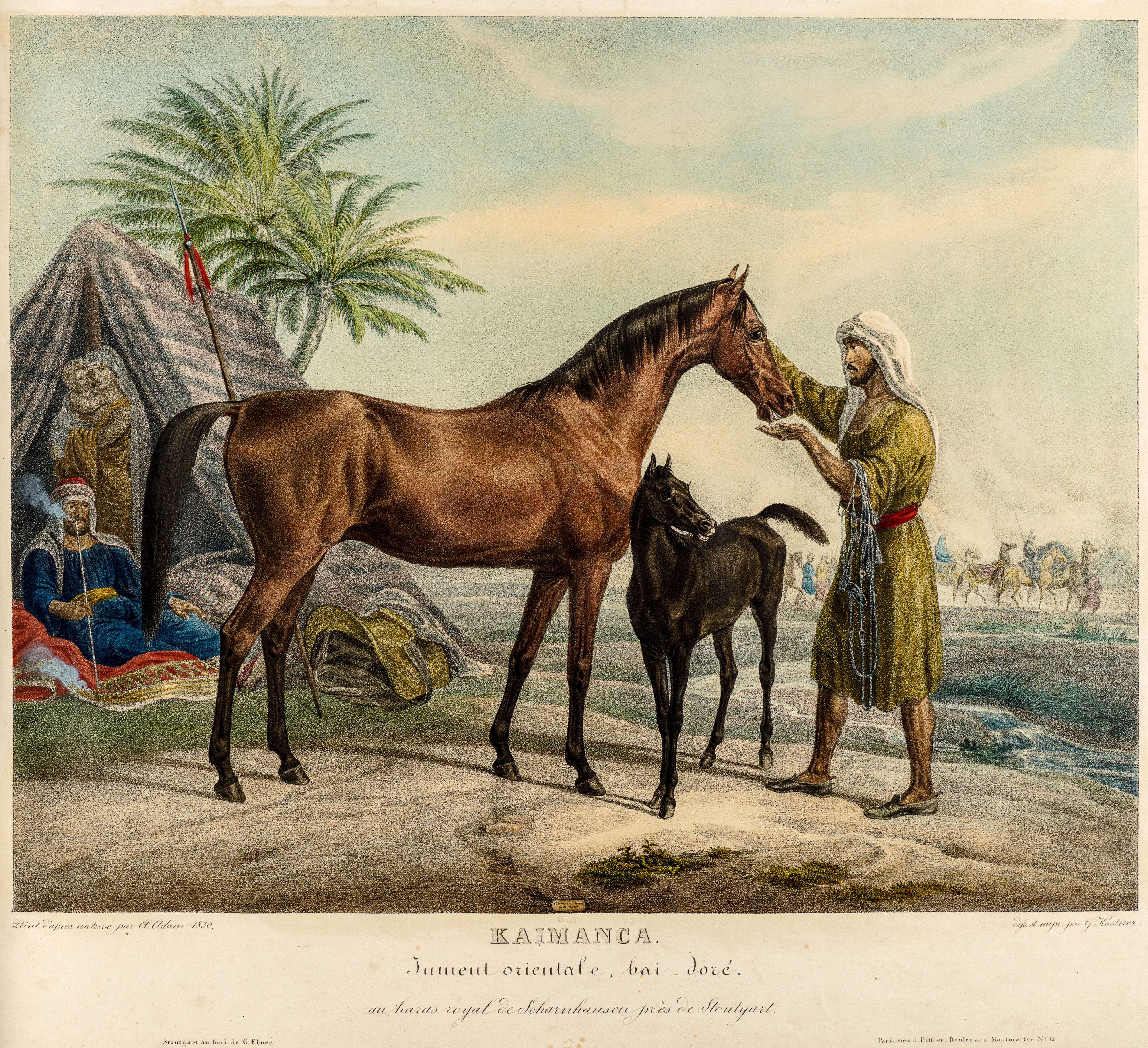 Albrecht Adam, KAIMANCA mit Fohlen 1829/30: franz. Veröffentlichung