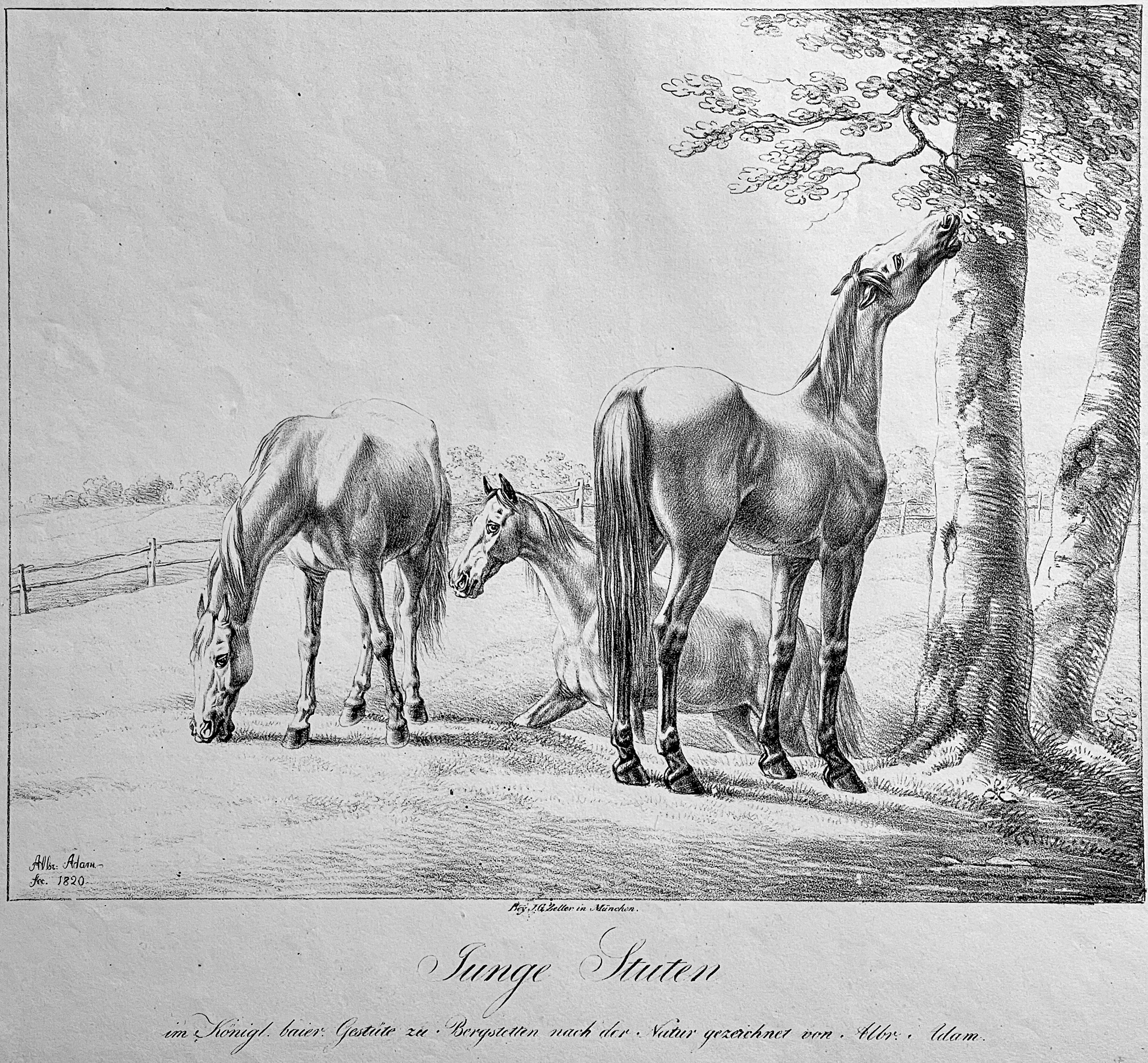 Albrecht Adam, Pferde unter einer Eiche, 1819/20