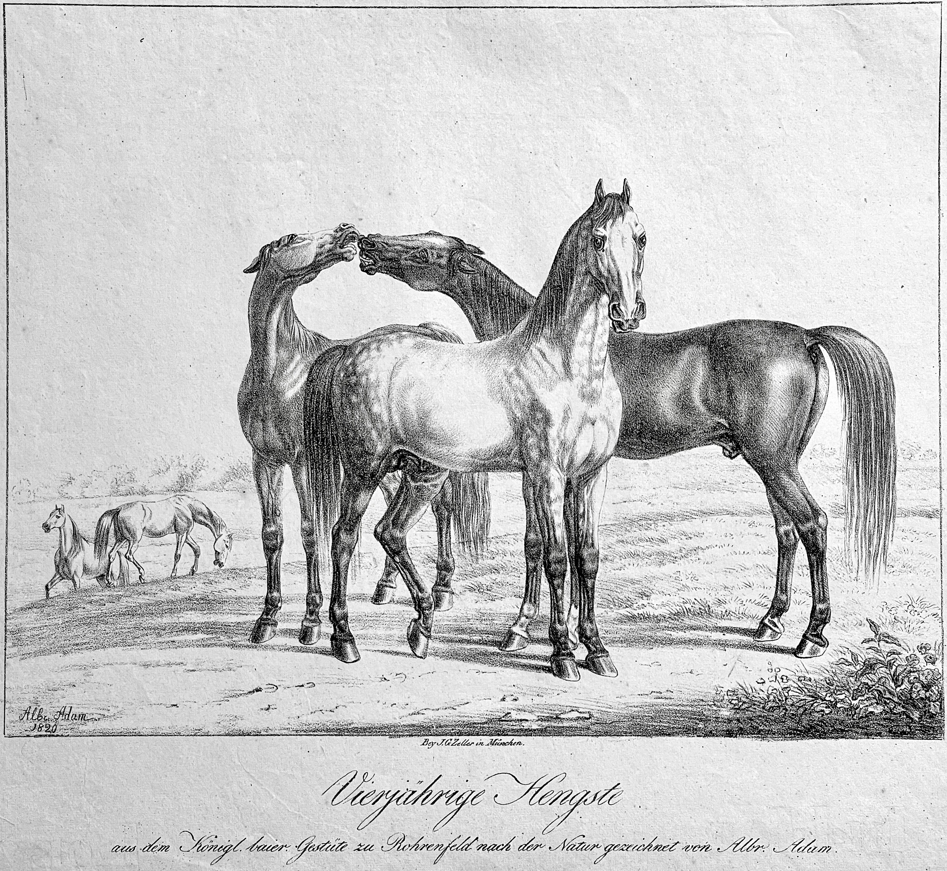 Albrecht Adam, Pferde unter einer Eiche bzw. auf der Weide, Gestüt Rohrenfeld