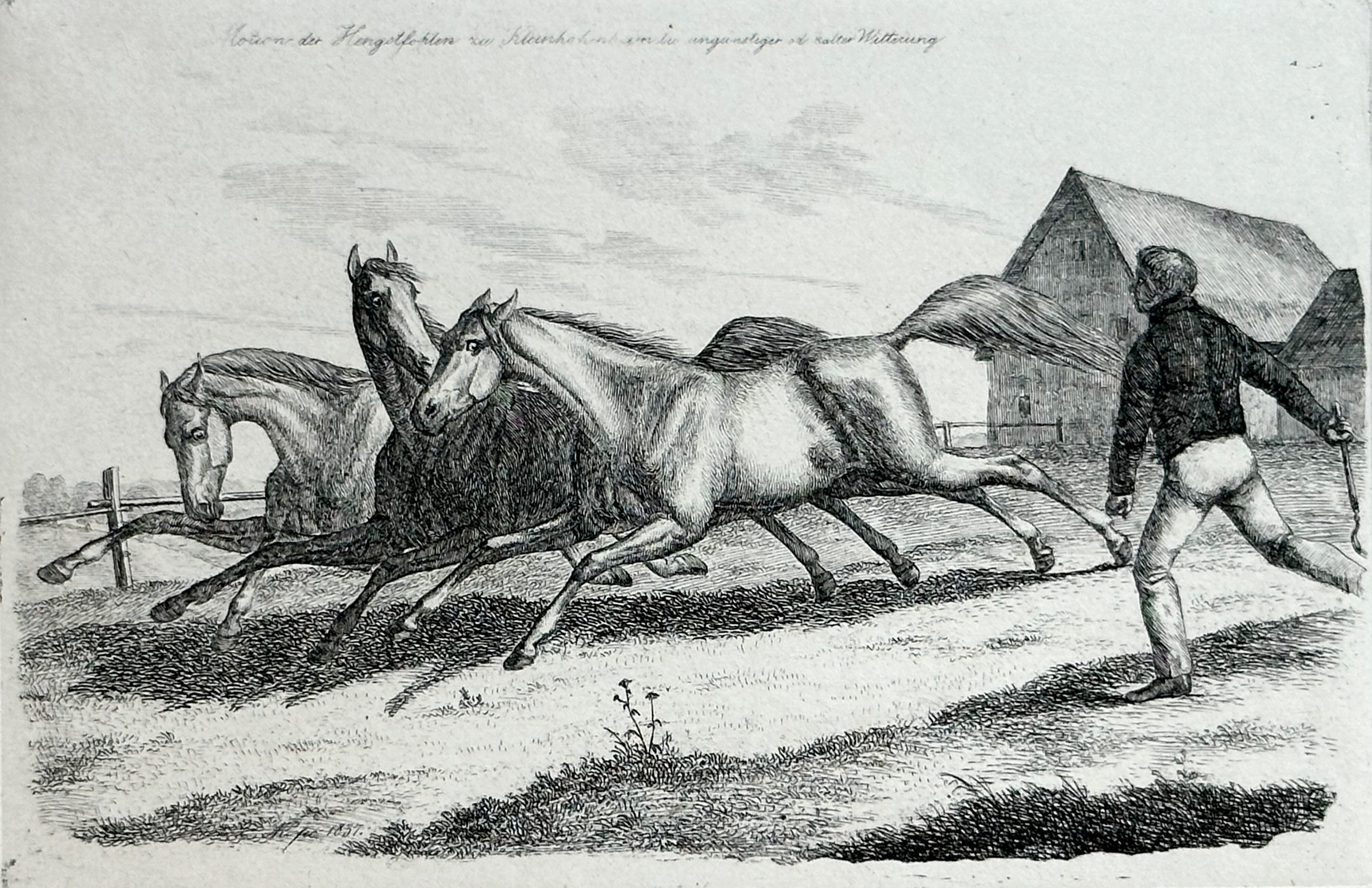 August Koellner, Königliche Pferde I = Vollblutaraber des Privatgestüts von König Wilhelm I. bei Stuttgart, 1837/38