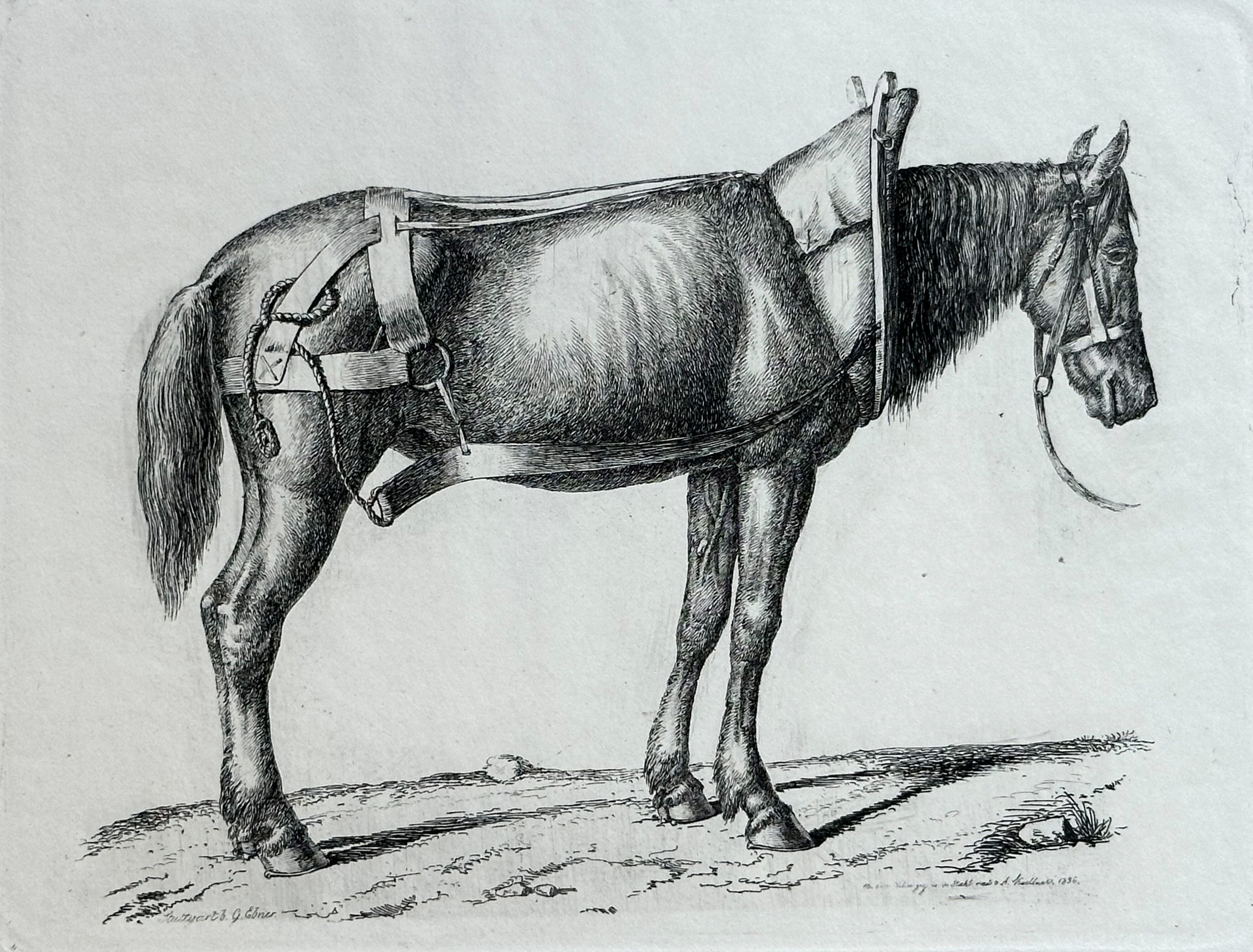 August Koellner, Studien von Tieren, 1837, Staatsgalerie Stuttgart, Graphische Sammlung