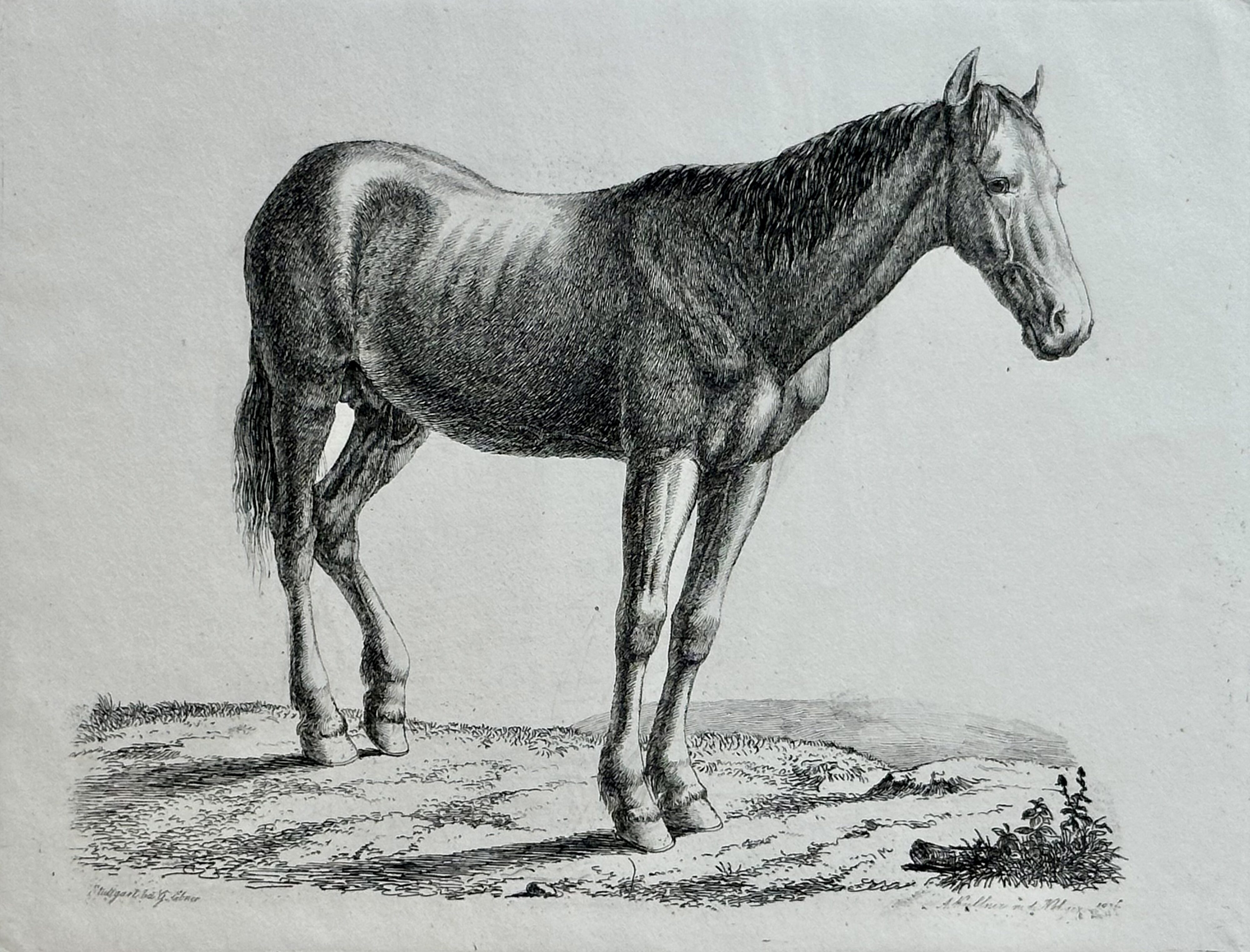 August Koellner, Studien von Tieren, 1837, Staatsgalerie Stuttgart, Graphische Sammlung