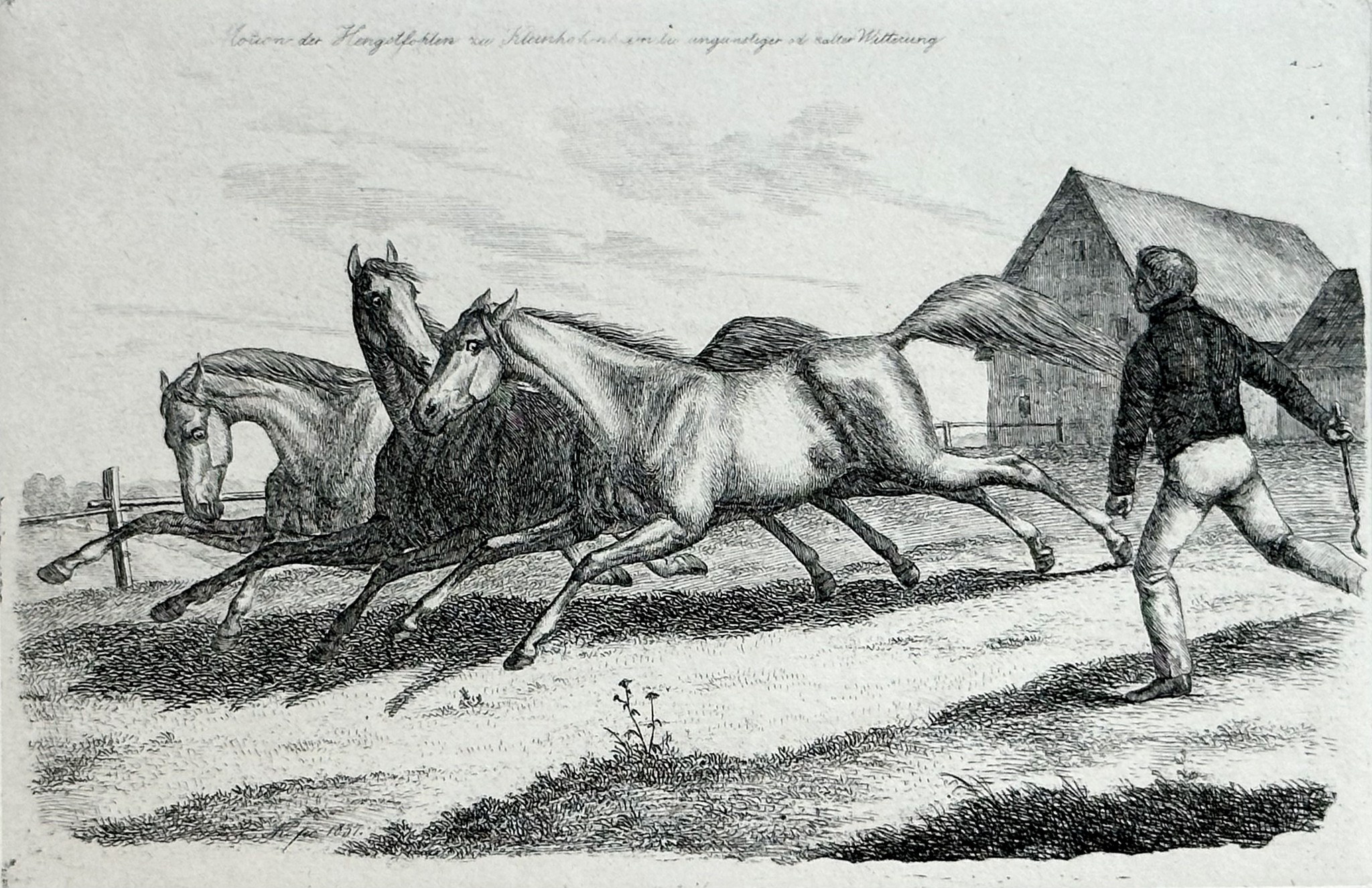 August Koellner, Königliche Pferde II, Staatsgalerie Stuttgart: Kleinhohenheim