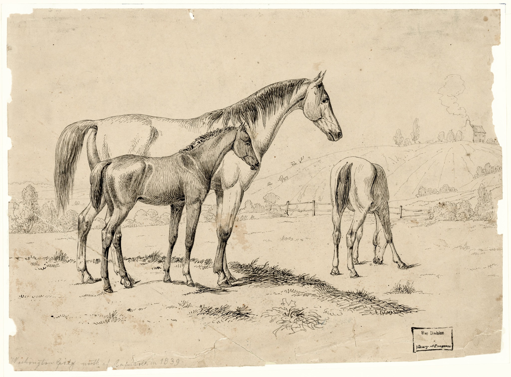 August Koellner, Königliche Pferde I, Staatsgalerie Stuttgart: Vorbilder für Amerika