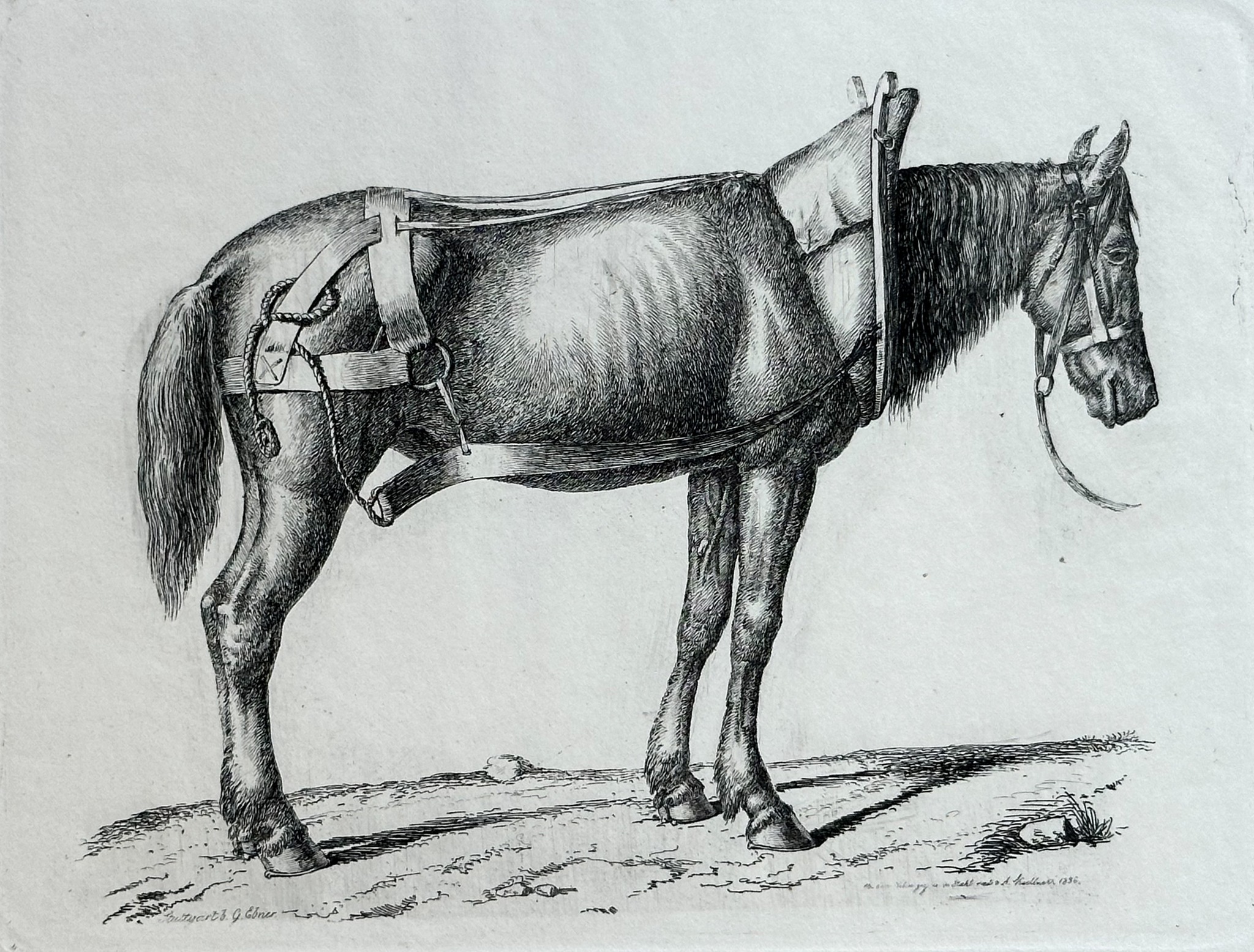 August Koellner, Studien von Tieren, Staatsgalerie Stuttgart